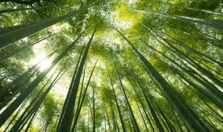 竹子属于哪类型植物（竹子属于什么类植物）