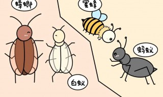 工蚁和兵蚁有什么区别（蚂蚁的兵蚁和工蚁有什么区别?）