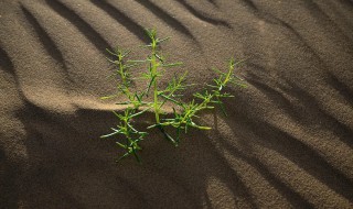 戈壁滩上生长的植物有哪些（生长在戈壁滩的植物）