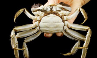 河蟹螃蟹蒸多久能熟 河螃蟹蒸多长时间才能熟