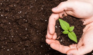 土壤能为植物的生长提供哪些条件 土壤能为植物的生长提供哪些条件和方法