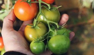 青西红柿可以吃吗有没有毒 青西红柿有没有毒能不能吃