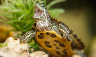 小乌龟可以和罗汉鱼一起养吗 罗汉鱼和乌龟一起养的经验