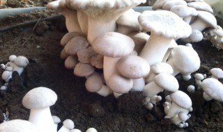 蘑菇菌种发霉怎么防止 蘑菇发霉怎么处理