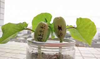 魔豆种子怎么种植方法 魔豆种子的种植方法