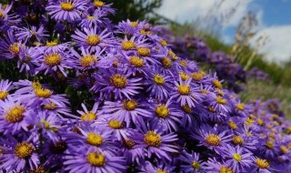 紫苑花的养殖方法（紫菀花怎么养）