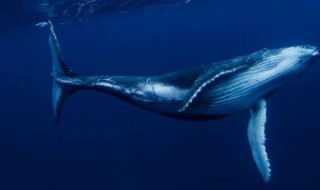 鲸鱼吃什么食物 鲸鱼吃什么食物?