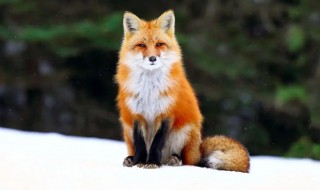狐狸喜欢吃什么食物（狐狸喜欢吃什么食物简笔画）