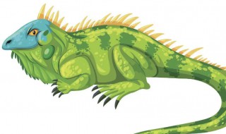 绿鬣蜥是保护动物吗 绿蜥蜴是国家保护动物吗