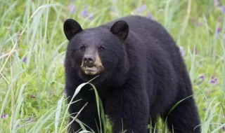黑熊是保护动物吗（黑熊是濒危动物吗）
