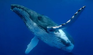 鲸鱼是保护动物吗（鲸鱼为什么是世界级保护动物?）
