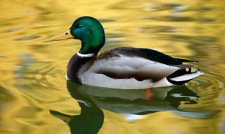 绿头鸭是保护动物吗 绿头水鸭属于保护动物