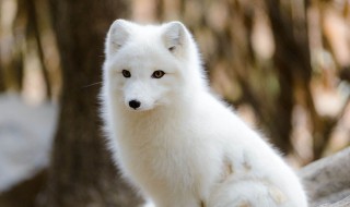 白狐是保护动物吗（白狐是保护的动物吗）