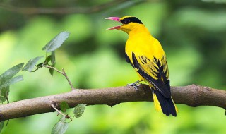 黄鹂鸟是保护动物吗 黄鹂鸟属于动物吗