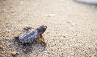 海龟是国家保护动物吗（海龟属于国家保护动物吗）