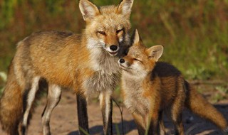 赤狐是保护动物吗（赤狐是什么动物）