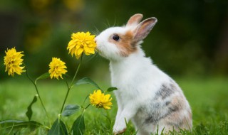 野兔是国家保护动物吗（野兔是国家保护动物吗?可以吃吗）