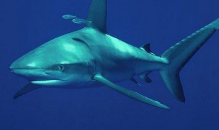 鲨鱼是国家保护动物吗是几级 鲨鱼是国家保护动物吗