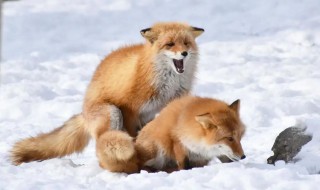 狐狸骚味怎么去除 狐狸毛有味怎么去除
