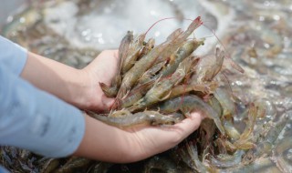 如何养好虾钢 虾怎么样养