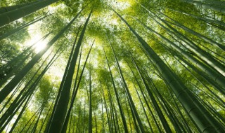 如何能养好竹子树 竹子怎么养才能更旺盛