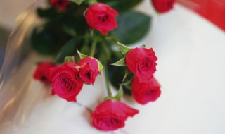 阳台党如何养好玫瑰 玫瑰不适合在阳台上养吗
