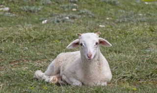 羊胴体肉是哪个部位 胴体羊是指什么意思