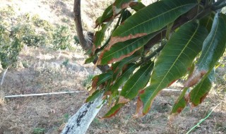 种的芒果树怎么突然间枯萎了 盆栽的芒果树开始枯萎了,怎么挽救