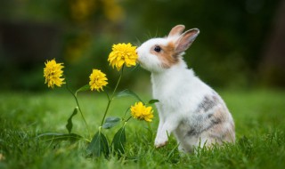 兔子是哺乳动物吗（兔子是哺乳动物吗小兔子长什么样子）