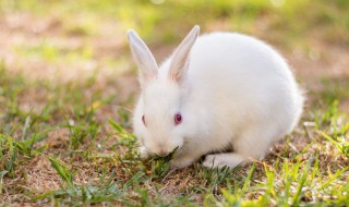 夏天兔子为什么一直抖 兔子在夏天为何会抖