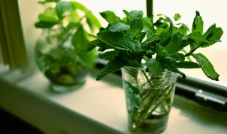 简易水培小盆栽方法 水培盆栽的种植方法
