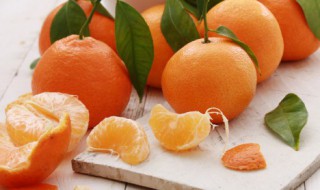 盆栽的柑橘树如何种好（盆栽橘树种植方法）