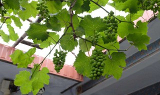 葡萄树怎么种阳台上 在阳台种葡萄树能行不