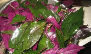 清炒紫背菜的做法 紫背菜可以直接炒吗