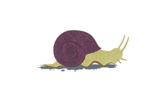蜗牛要怎么养 蜗牛要怎么养才可以养的更久