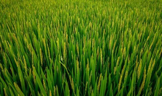 水稻是单子叶植物吗（水稻是单子叶吗?）