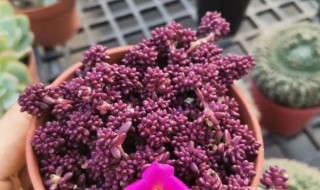 多肉紫米粒怎么养 多肉紫米粒的养殖方法及注意事项