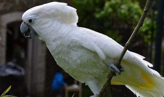 白凤头鹦鹉要从小养起吗 白凤头鹦鹉能养吗