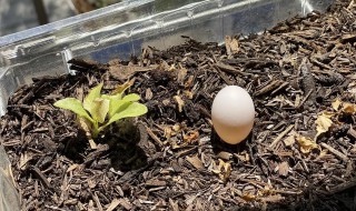阳台种鸡蛋花怎么种 鸡蛋花怎么栽种