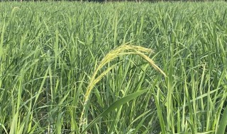 菰米怎么种植 菰米的栽培技术