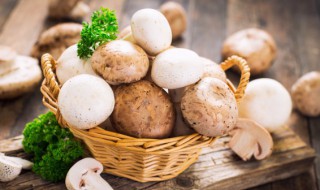 菌菇包怎么种植 菌菇包如何种植