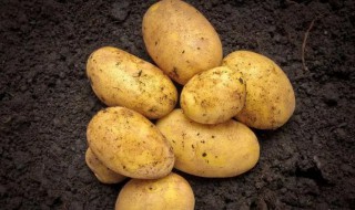 土豆的沙土保存方法（土豆应怎样保存）