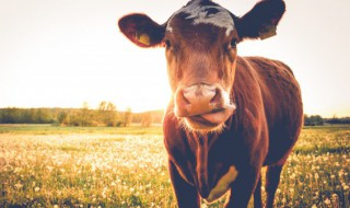 孕妇梦见放牛是什么意思 梦见放牛是什么意思