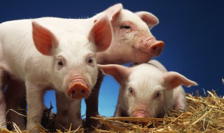 养殖场养猪注意事项（养猪场日常饲养管理及注意事项）
