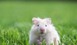家庭养殖小白鼠需要注意什么 养殖小白鼠是做什么用的