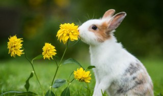 兔子的养殖技术方法和注意事项（兔子的养殖方法与注意事项）