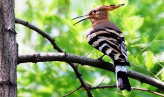 啄木鸟的养殖方法和注意事项（啄木鸟怎么养里养啄木鸟吃什么）