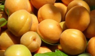 新鲜杏的储存 鲜杏保存方法