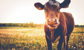 老黄牛养殖方法和注意事项 黄牛的养殖的必备条件