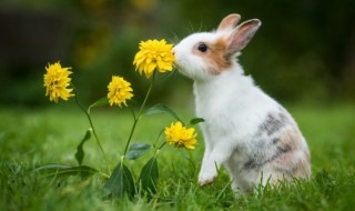 养殖兔子需要注意什么 兔子如何养殖?应该注意什么